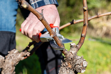 Wall Mural - Farmer pruning the vine in winter. Agriculture.