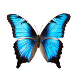 Fototapeta Motyle - Butterfly isolated on white background