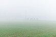 green field with fog and people walking