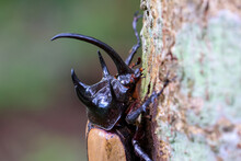 Selective Focus The Head Of A Large Black Five-horned Beetle Perched On A Tree During The Winter In Chiang Mai, Thailand