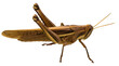 Close-up of brown cricket on transparent background.