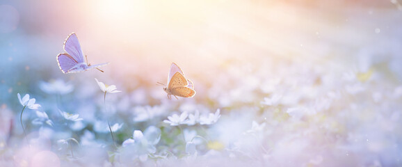 Aufkleber - blooming spring flower and fly Butterfly on springtime fores glade; delicate white primroses in the rays of transparent sunlight of the morning light, soft focus macro. Beautiful background of spring 