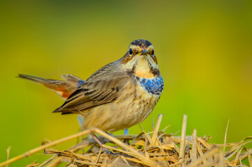 Beautiful nature beautiful background and colour bird 