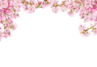 Fresh bright pink cherry blossom flowers on a tree branch in spring, sakura springtime season, isolated against a transparent background.
