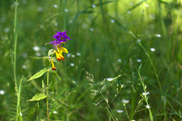 Wall Mural - wild flowers in summer forest with close up