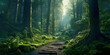 Ancient path through the deep green forest - gorgeous tall pine trees with an old wood plank path cutting a route through and sun light ideal for a nature holiday theme 
