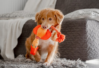 Wall Mural - Toller Dog With Bright Toy Duck In Its Teeth Plays In Room, A Nova Scotia Retriever