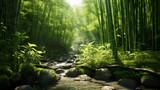 Fototapeta Natura - Verdant bamboo grove with sunlight filtering through the tall green stalks