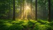 Sun rays in the forest, Forest in the fog, Morning in the forest,  Green forest panorama scenery with sunlight, Ai generated image