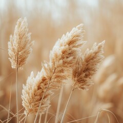 Wall Mural - natural minimalist background with dry grass