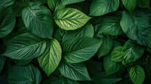 Green Leaf Texture Background.