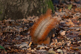 Fototapeta Tęcza - wiewiórka 