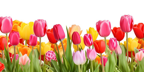 Wall Mural - Tulips Footer Border Isolated on Transparent Background
