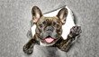 Portrait of cute brindle french bulldog 