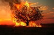 A burning tree, drought and forest fires caused by global warming