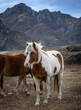 Wild horses in the Altai Mountains in January, Russia