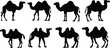 Set of camel silhouettes. Vector illustration