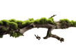 Fresh green moss on rotten branch and dirt isolated on white side view clipping path