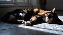 Serene Calico Cat Napping In Sunlight