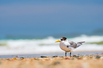 Greater crested tern (Thalasseus bergii) medium sized bird, animal sitting on the sandy beach by the sea.