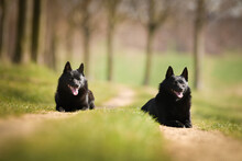 Two Dogs Of Schipperke Are Laying In Grass. Summer Day In Nature With Dogs. Walk With Dog.	
