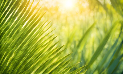 Poster - Summer sunlight bokeh