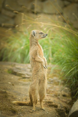 Wall Mural - A mongoose is begging in its enclosure at the zoo. Summer sunny day at the zoo. Happy animal in captivity	