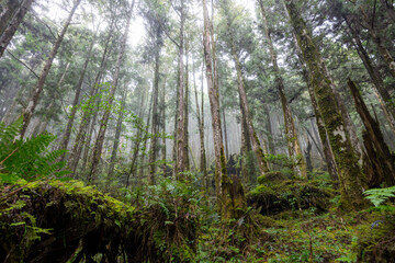 Poster - Foggy mist forest in Taipingshan