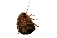 Cockroach Lie Upside Down Struggling
