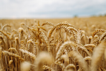 Close up of wheat ears, field of wheat in a summer day. Harvesting period