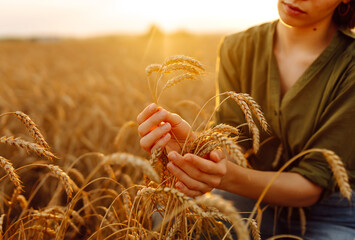 Wall Mural - Wheat quality check. Farmer woman with ears of wheat in a wheat field.  Harvesting. Agribusiness. Gardening concept. 