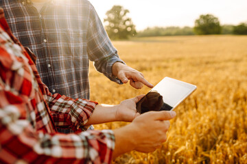 Wall Mural - Two young farmers standing in wheat field examining crop holding tablet using internet. Modern agriculture technology. Smart farming concept.