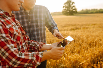 Wall Mural - Two young farmers standing in wheat field examining crop holding tablet using internet. Modern agriculture technology. Smart farming concept.