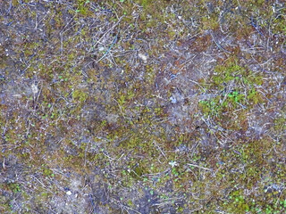 Lichen and moss on spoil as nature background.