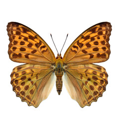 Wall Mural - silver-washed fritillary, Argynnis paphia,beautiful butterfly isolated on white background