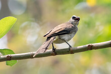 Yellow-vented Bulbul Perched On A Tree