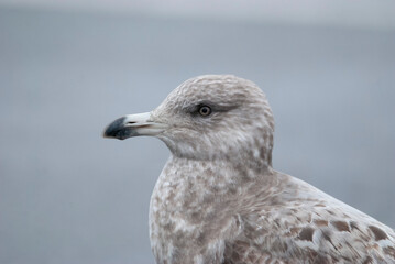 Seagull Herring Gull in a parking lot