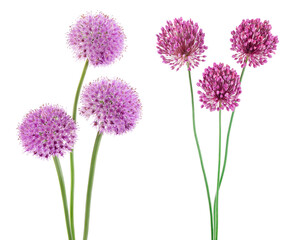 Wall Mural - the flower of wild garlic isolated on white background.