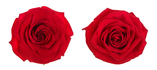 Wall Mural - beautiful red rose isolated on white background