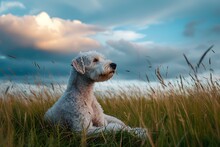 Bedlington Terrier Dog Laying In The Grass At The Water's Edge, In The Style Of Bokeh Panorama, Richly Colored Skies