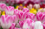 Fototapeta Tulipany - Tulips flower blooming in the colorful background