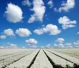 Fototapeta Tulipany - Tulips field in the Netherlands