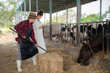 © reewungjunerr - Asian farmer Work in a rural dairy farm outside the city,Young people with cow