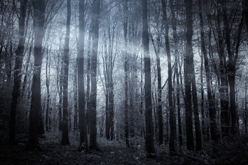 Wall Mural - dark mysterious forest at night