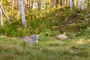 Wall Mural - Cougar Kitten (Puma concolor) Walks Right Past Birch Forest Autumn