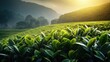 Fresh green tea leaves in morning with dew against a backdrop of a misty, sunlit tea plantation