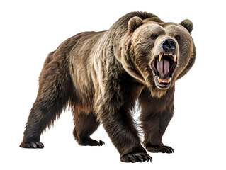 Wall Mural - a fierce grizzly bear, isolated on a transparent or white background