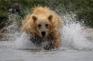 Brown bear fishing for salmon in Katmai, Alaska. 