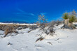 Drought-resistant desert vegetation on white gypsum sands in White sands National Monument, New Mexico