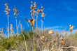 Yuccas and drought-resistant desert vegetation on white gypsum sands in White sands National Monument, New Mexico